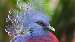 Animals blue Birds feathers Pigeons Victoria Crowned Pigeon