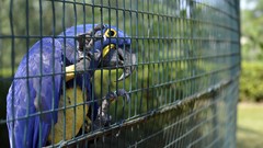 Animals blue Birds Parrots zoo Hyacinth Macaw cages