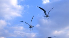 Animals blue Birds skies