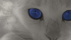 Animals blue cats