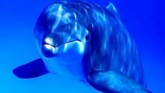 Animals blue Dolphins
