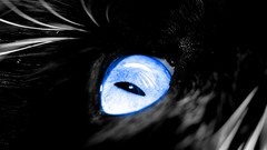 Animals blue eyes cats grayscale