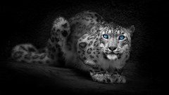 Animals blue eyes selective coloring
