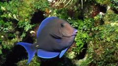 Animals blue fish