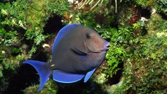 Animals blue fish