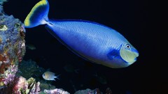 Animals blue fish