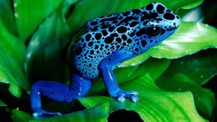 Animals blue Frogs Spotted Poison Dart Frogs