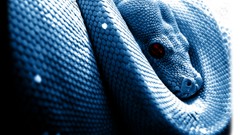 Animals blue snakes red eyes Reptiles