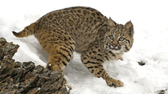 Animals bobcats