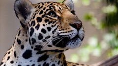 Animals bokeh jaguars
