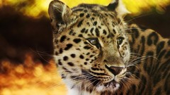 Animals bokeh Leopards