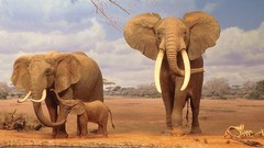 Animals Bones elephants baby elephant baby animals