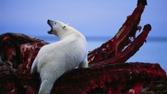 Animals Bones Whales Polar Bears