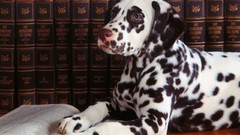 Animals Books Dogs Dalmatians