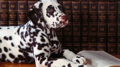 Animals Books Dogs Dalmatians pets Archigraph