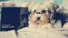 Animals Books Dogs glasses beds pets Woody Allen