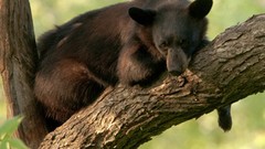 Animals branches Bears