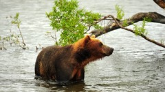 Animals branches Bears wet rivers