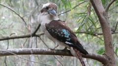 Animals branches Birds