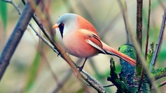 Animals branches Birds