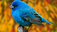 Animals branches Birds bluebirds