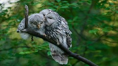 Animals branches Birds Estonia Owls