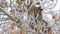 Animals branches Birds frost Owls