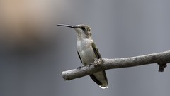 Animals branches Birds hummingbirds blurred background