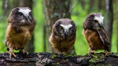 Animals branches Birds moss Owls