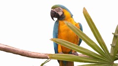 Animals branches Birds Parrots Blue-and-yellow Macaws