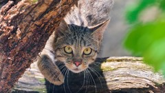 Animals branches cats