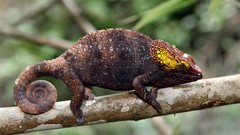 Animals branches chameleons lizards