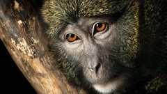 Animals branches close-up faces monkeys primates wildlife