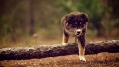 Animals branches Dogs climbing depth of field australian 