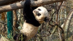 Animals branches hanging panda bears
