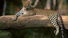 Animals branches Leopards