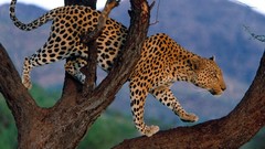 Animals branches Leopards