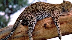 Animals branches Leopards