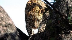 Animals branches Leopards african