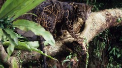 Animals branches Leopards clouded leopards
