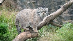 Animals branches manul wildcat