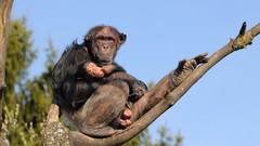 Animals branches monkeys baby animals