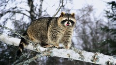 Animals branches raccoons