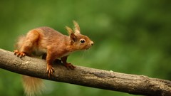 Animals branches squirrels