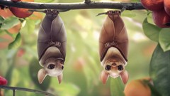 Animals branches upside down bats Mammals