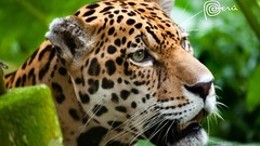 Animals Brazil jaguars