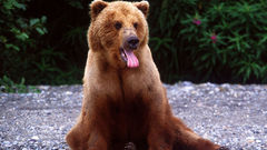 Animals brown Bear