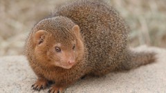 Animals brown camouflage mongoose