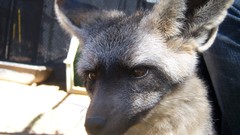 Animals brown eyes foxes