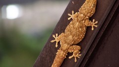 Animals brown Reptiles geckos